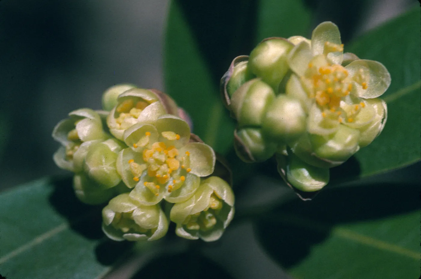 Umbellularia californica