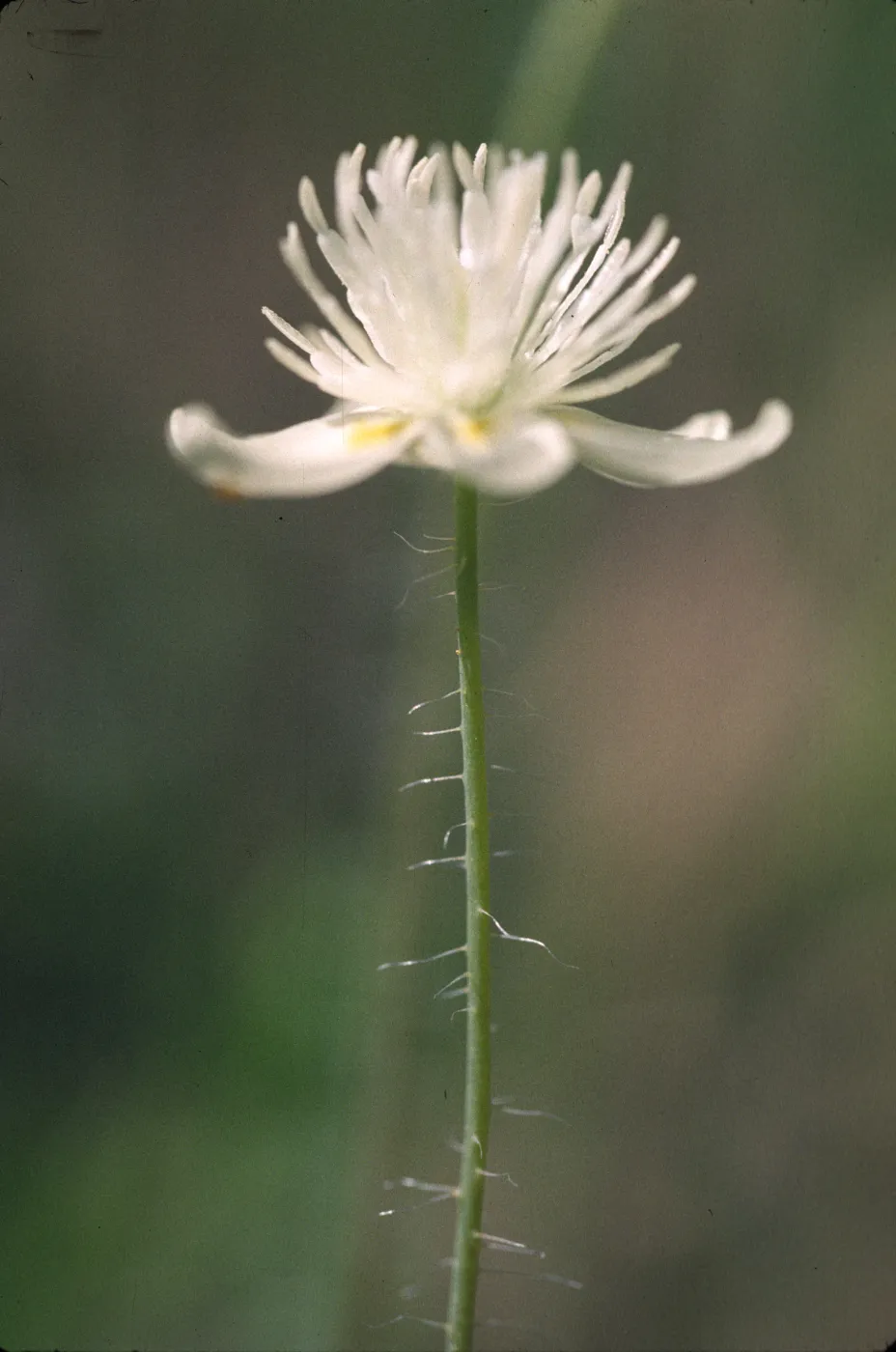 Platystemon californicus