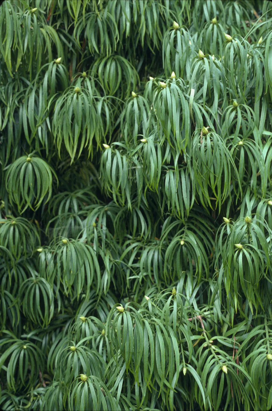 Podocarpus henkelii
