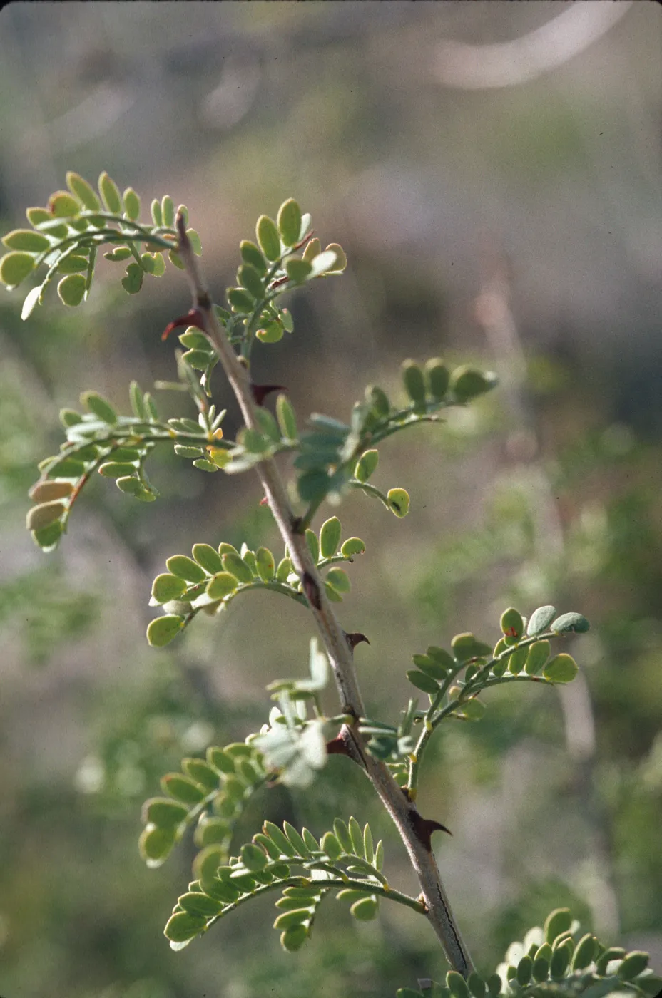 Acacia greggii