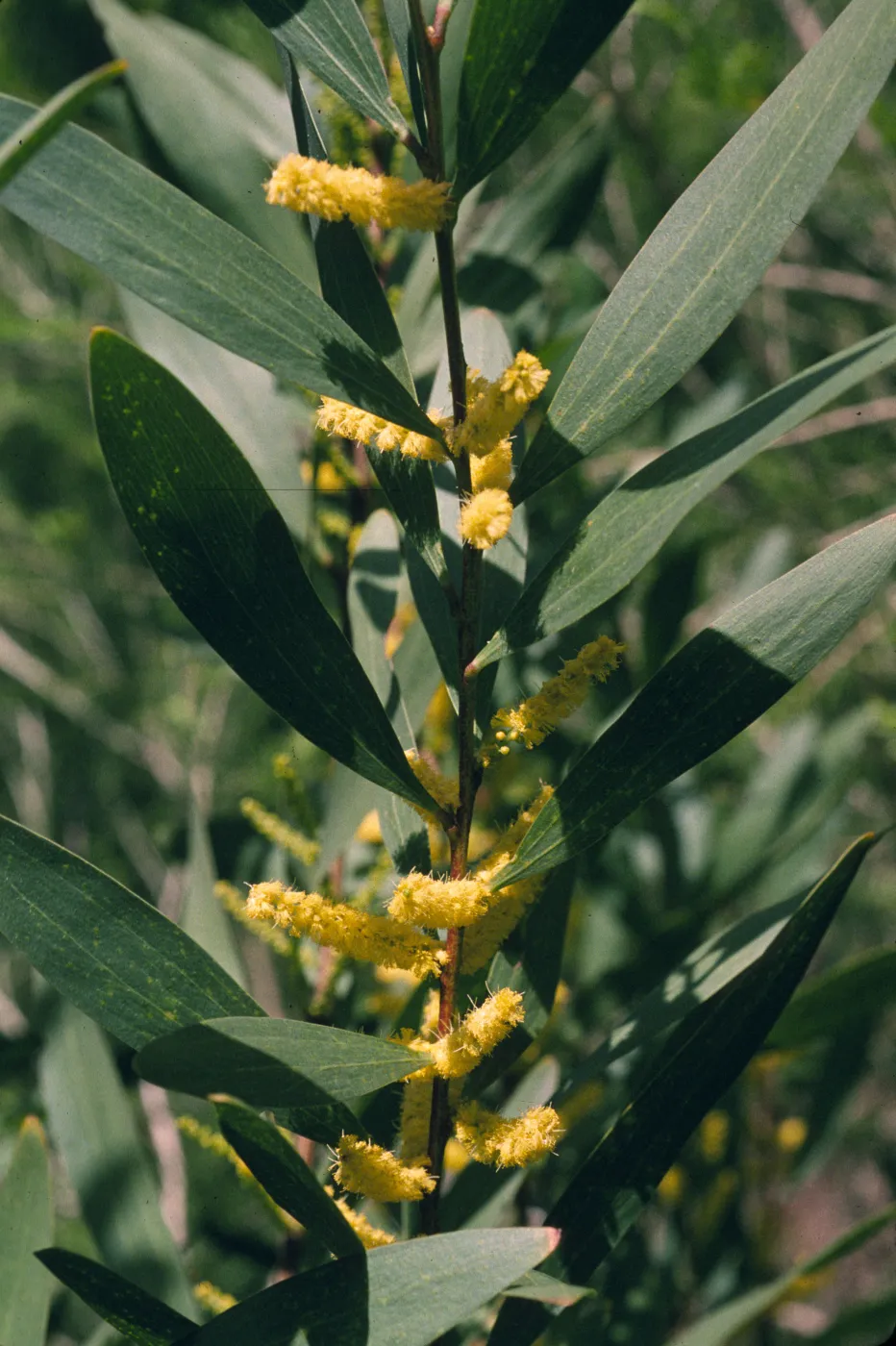 Acacia longifolia