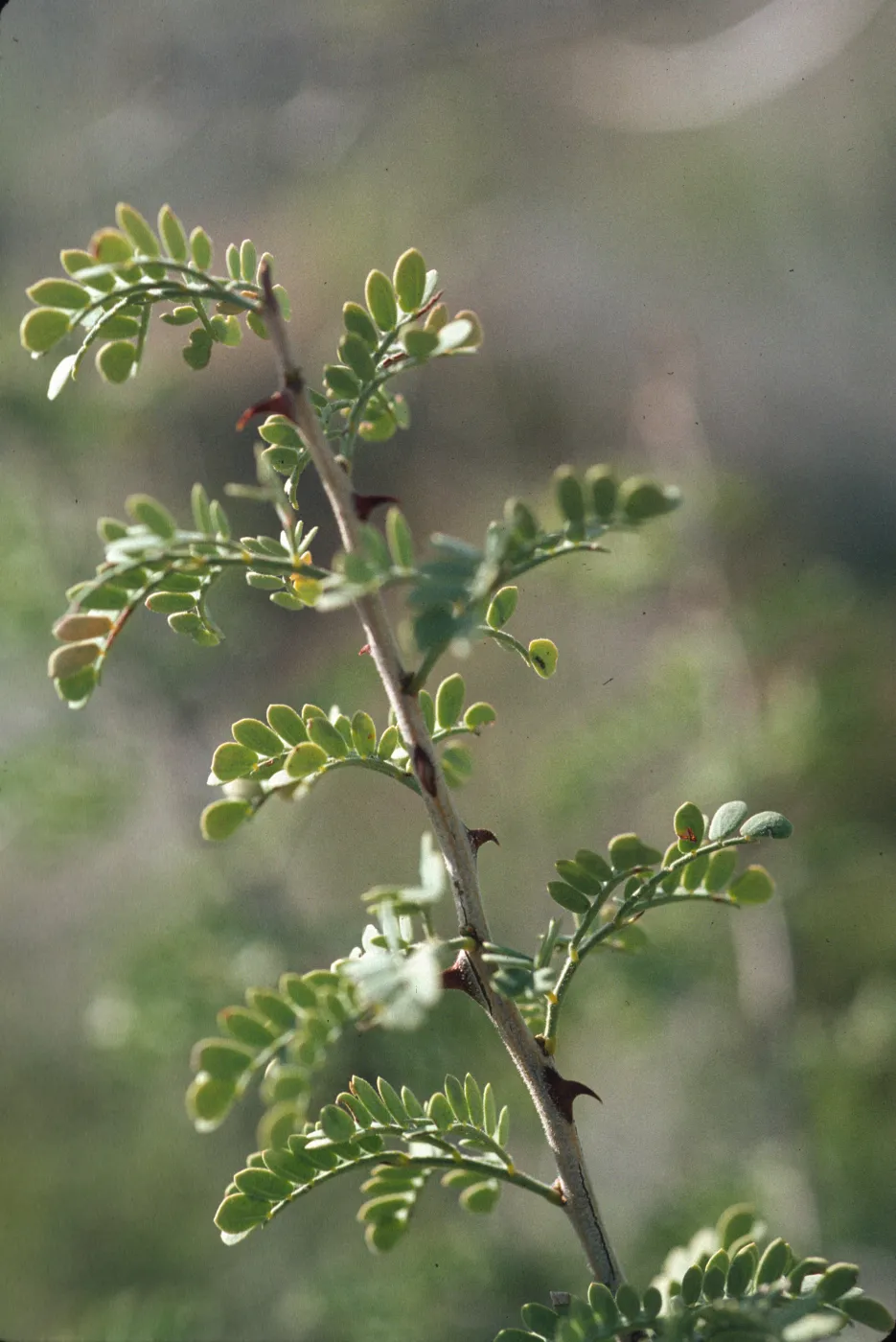 Acacia greggii