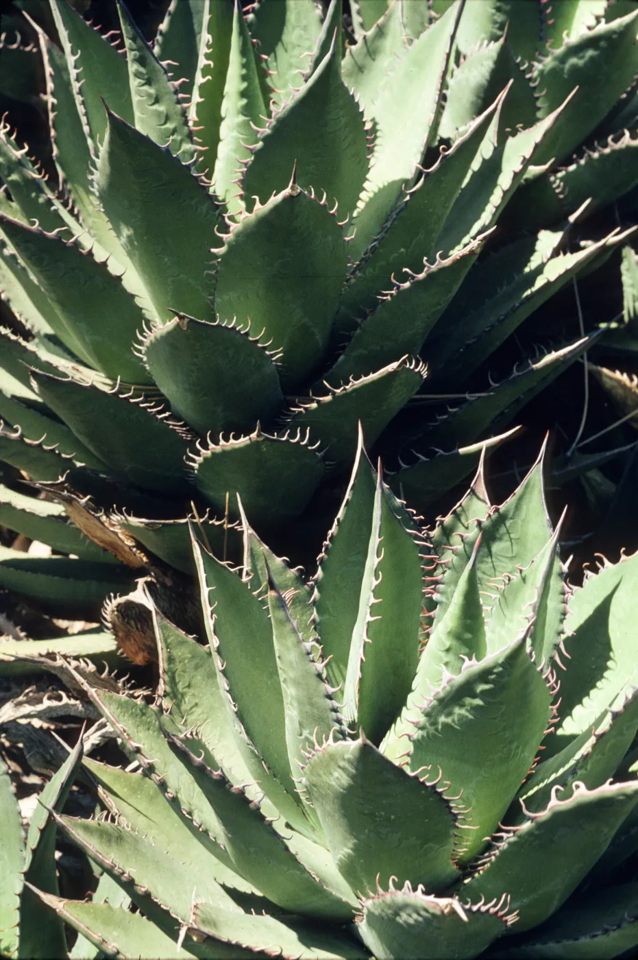 Agave shawii
