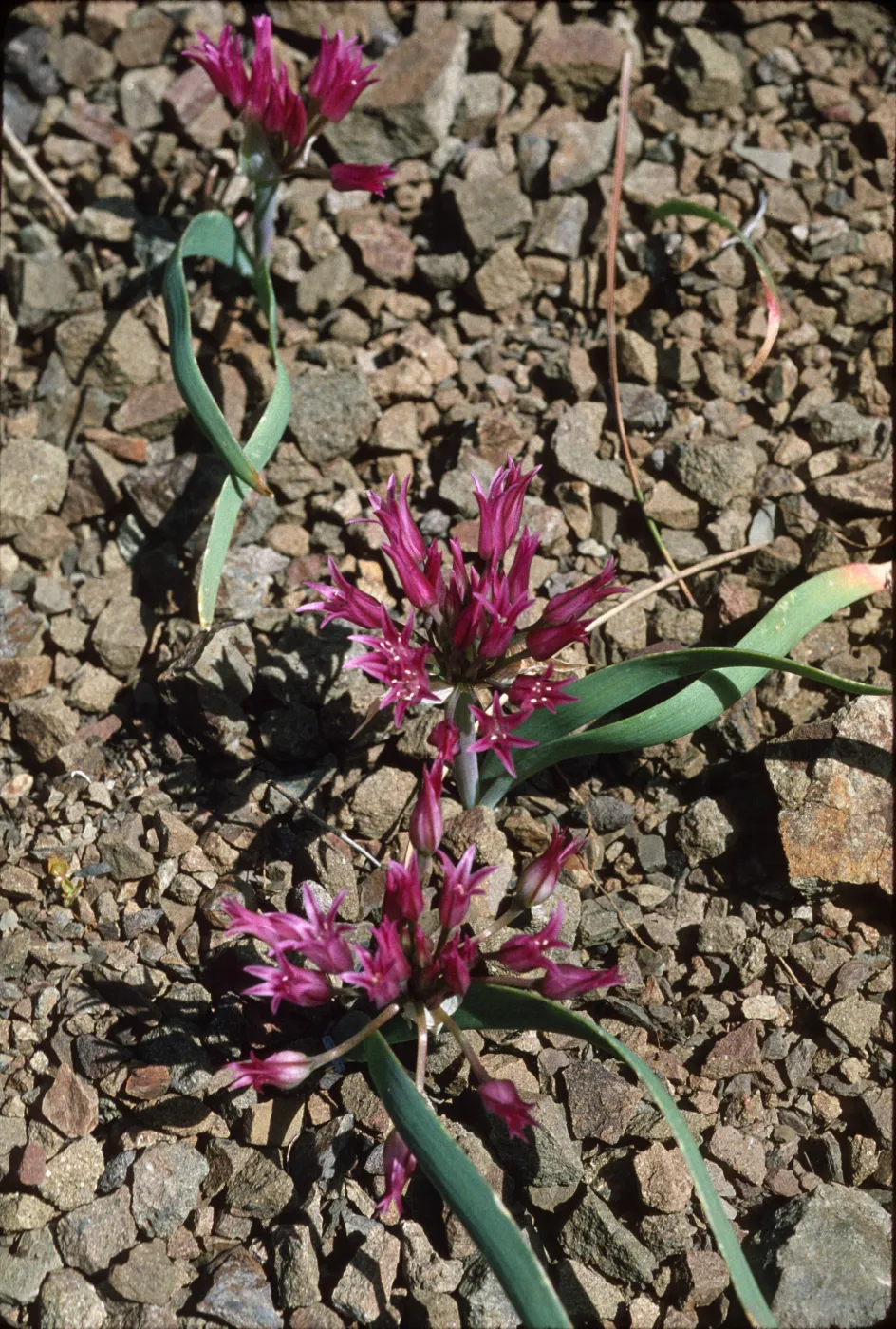 Allium falcifolium