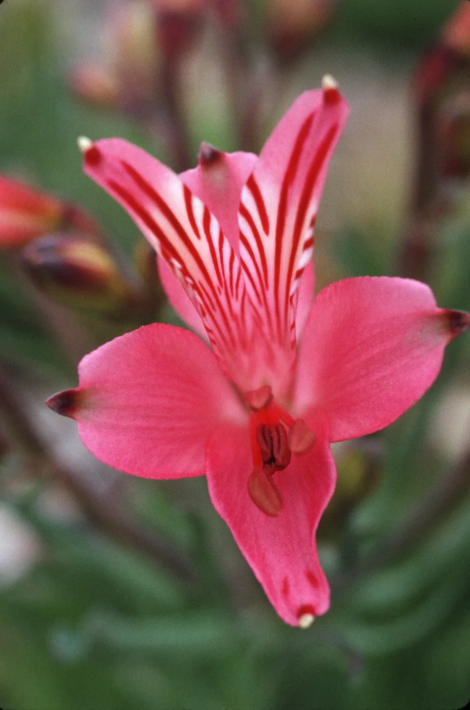 Alstroemeria