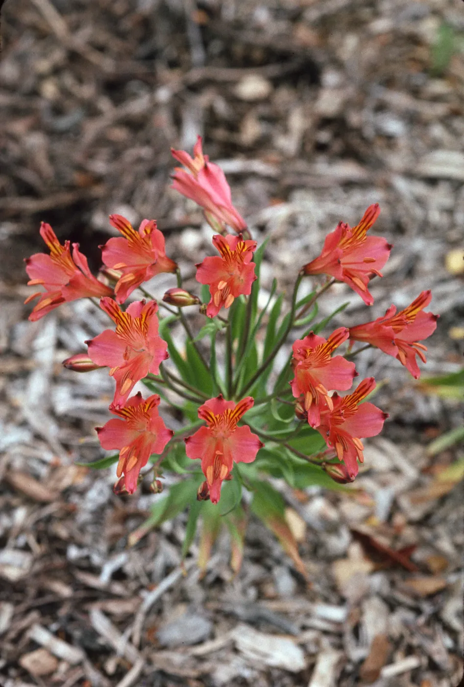 Alstroemeria
