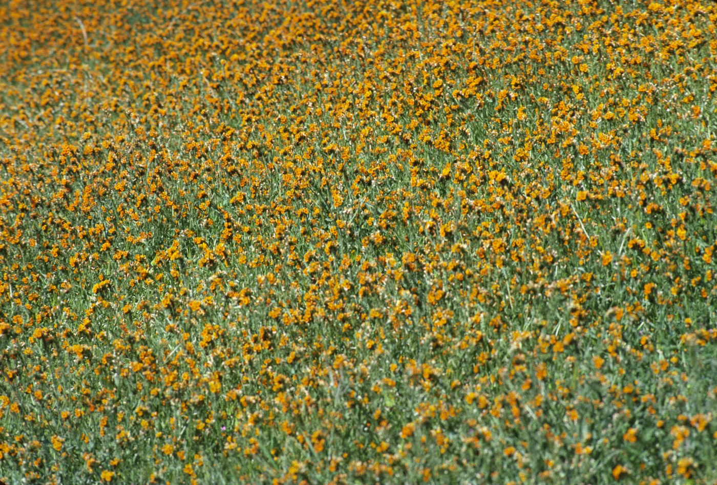 Amsinckia