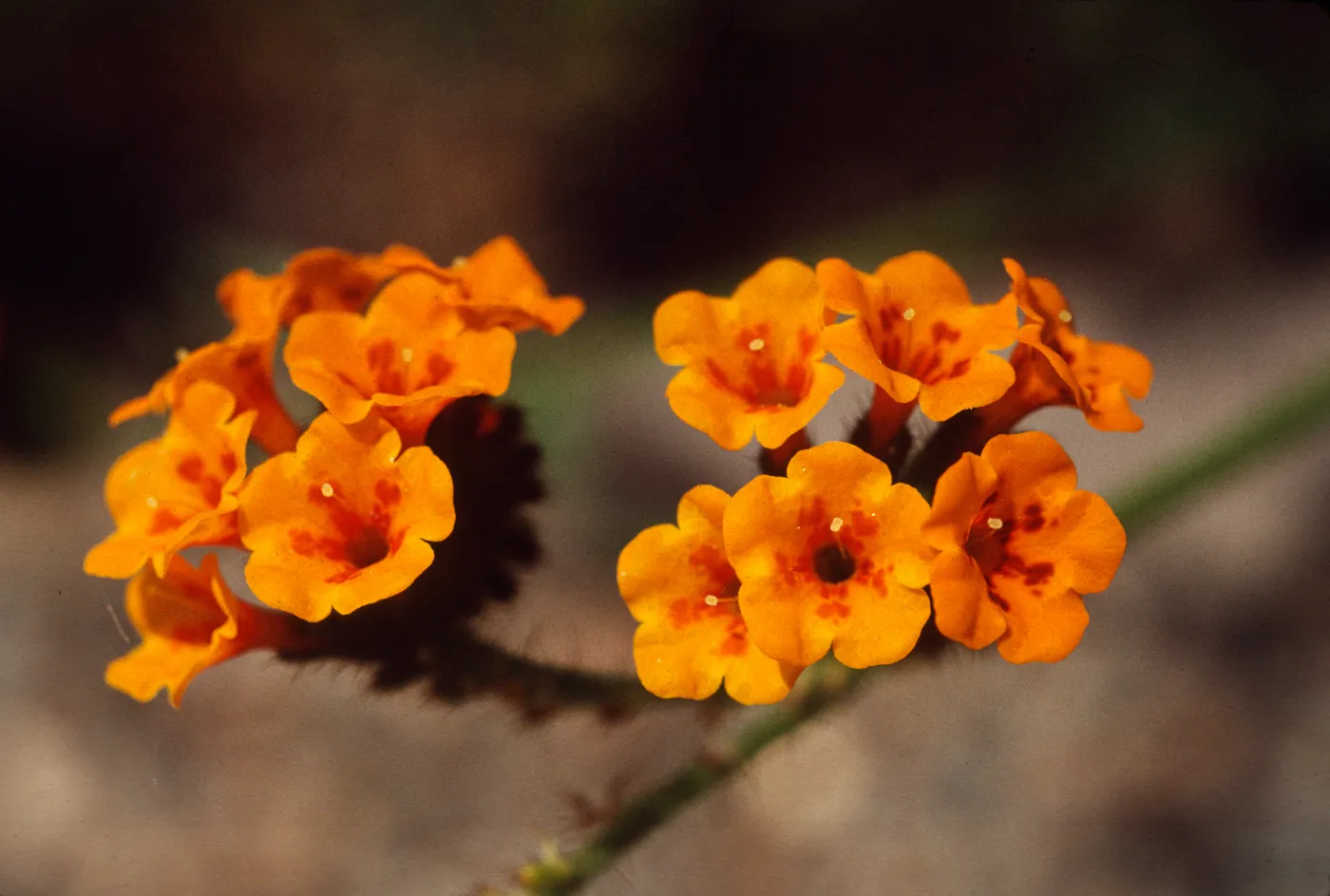 Amsinckia grandiflora, pin depicted