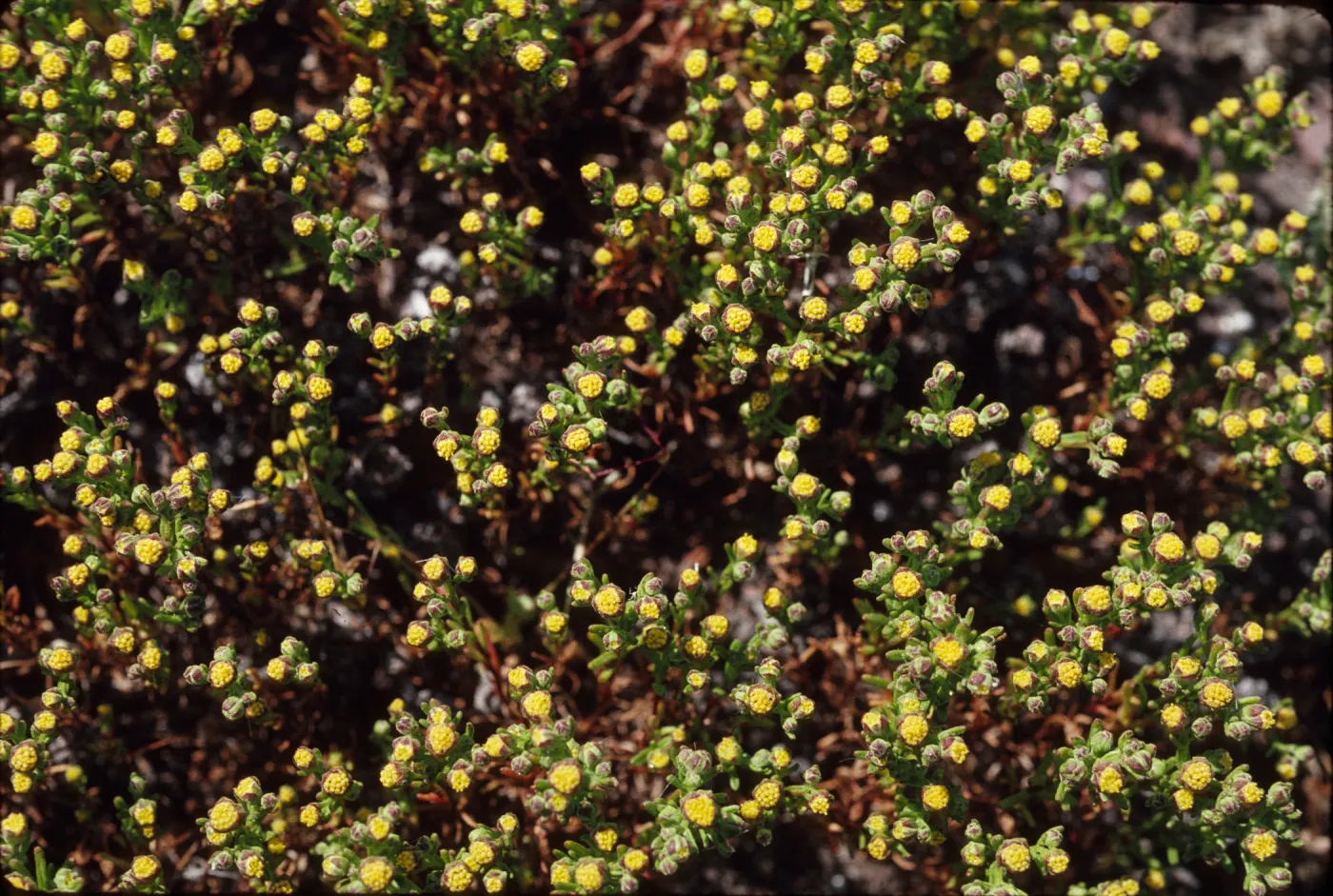 Amblyopappus pusillus