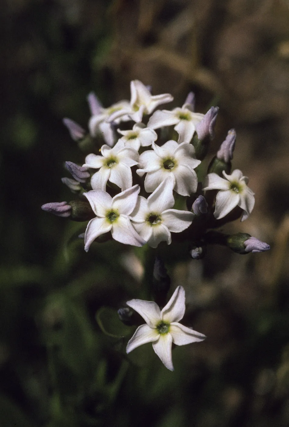 Amsonia tomentosa