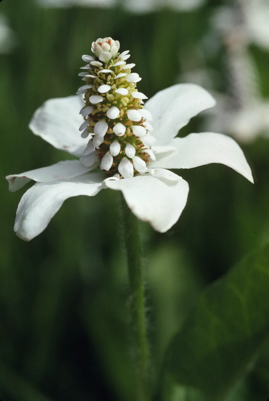 Anemopsis californica