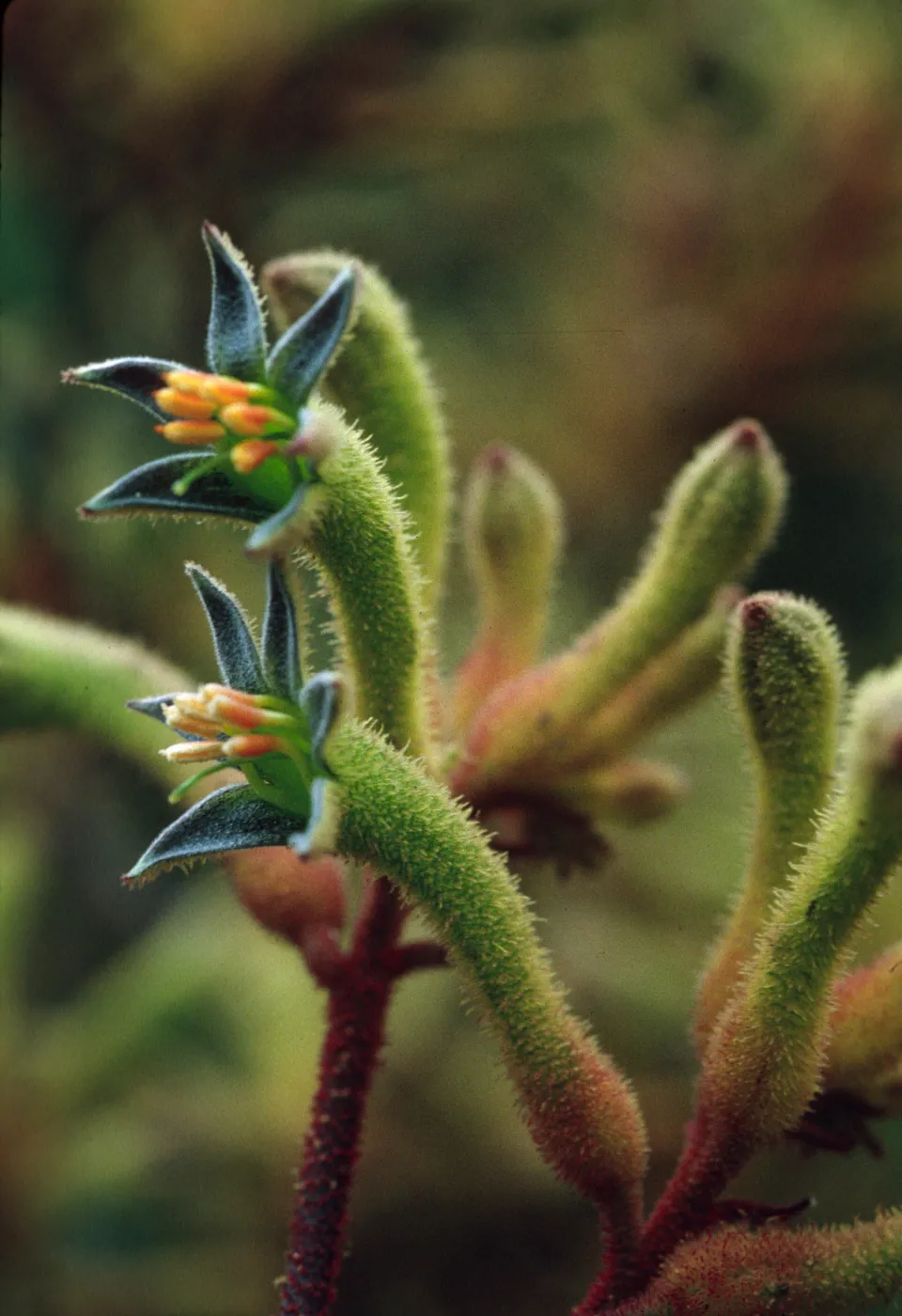 Anigozanthos flavidus