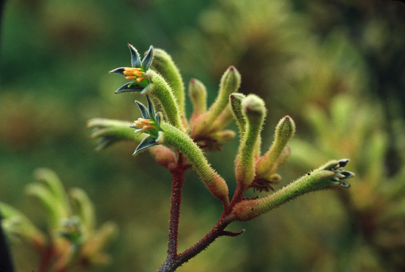 Anigozanthos flavidus