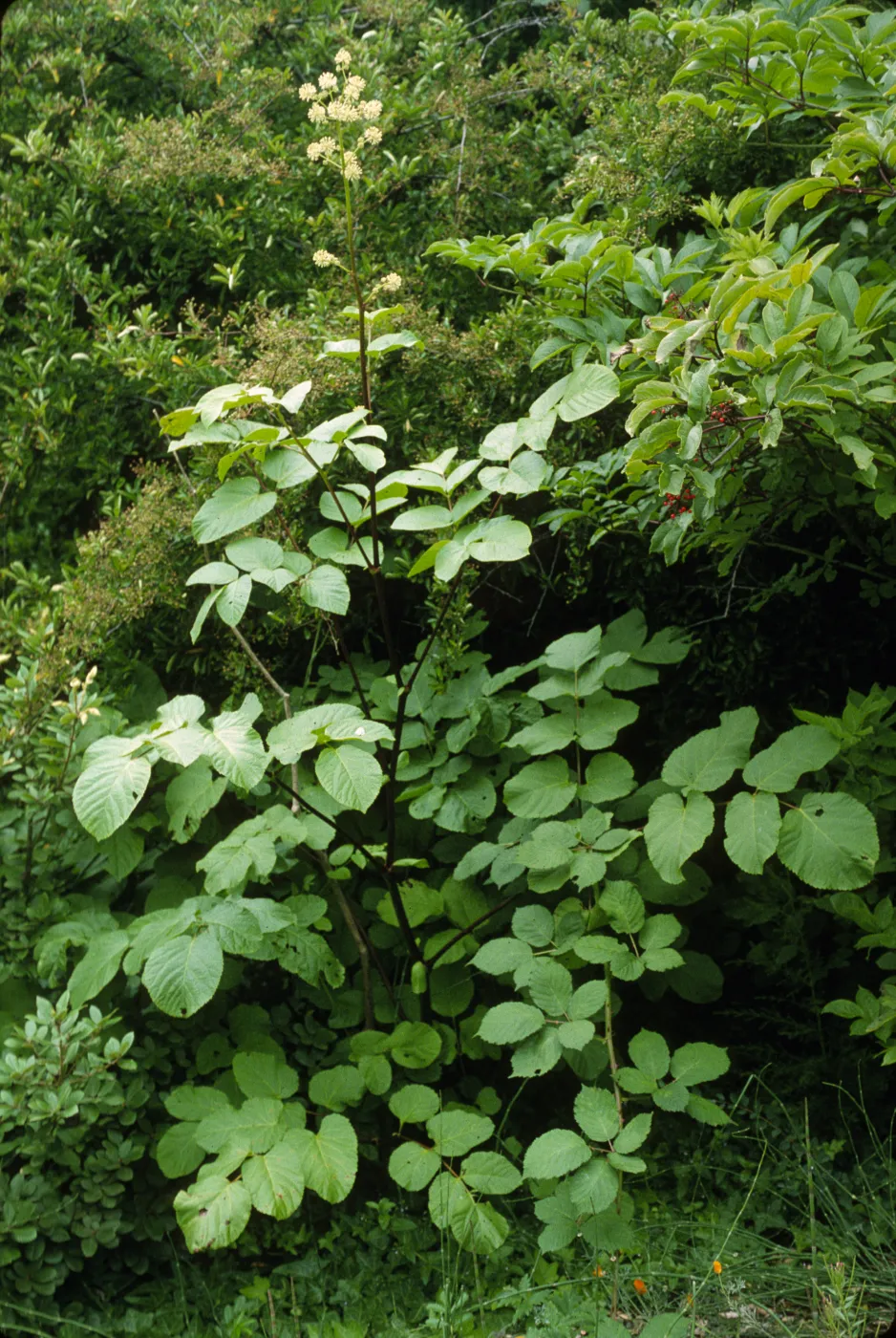 Aralia californica