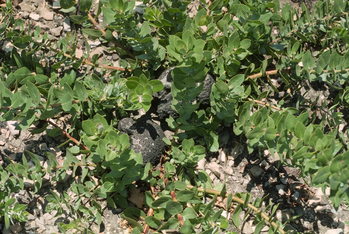 Arctostaphylos tomentosa burl