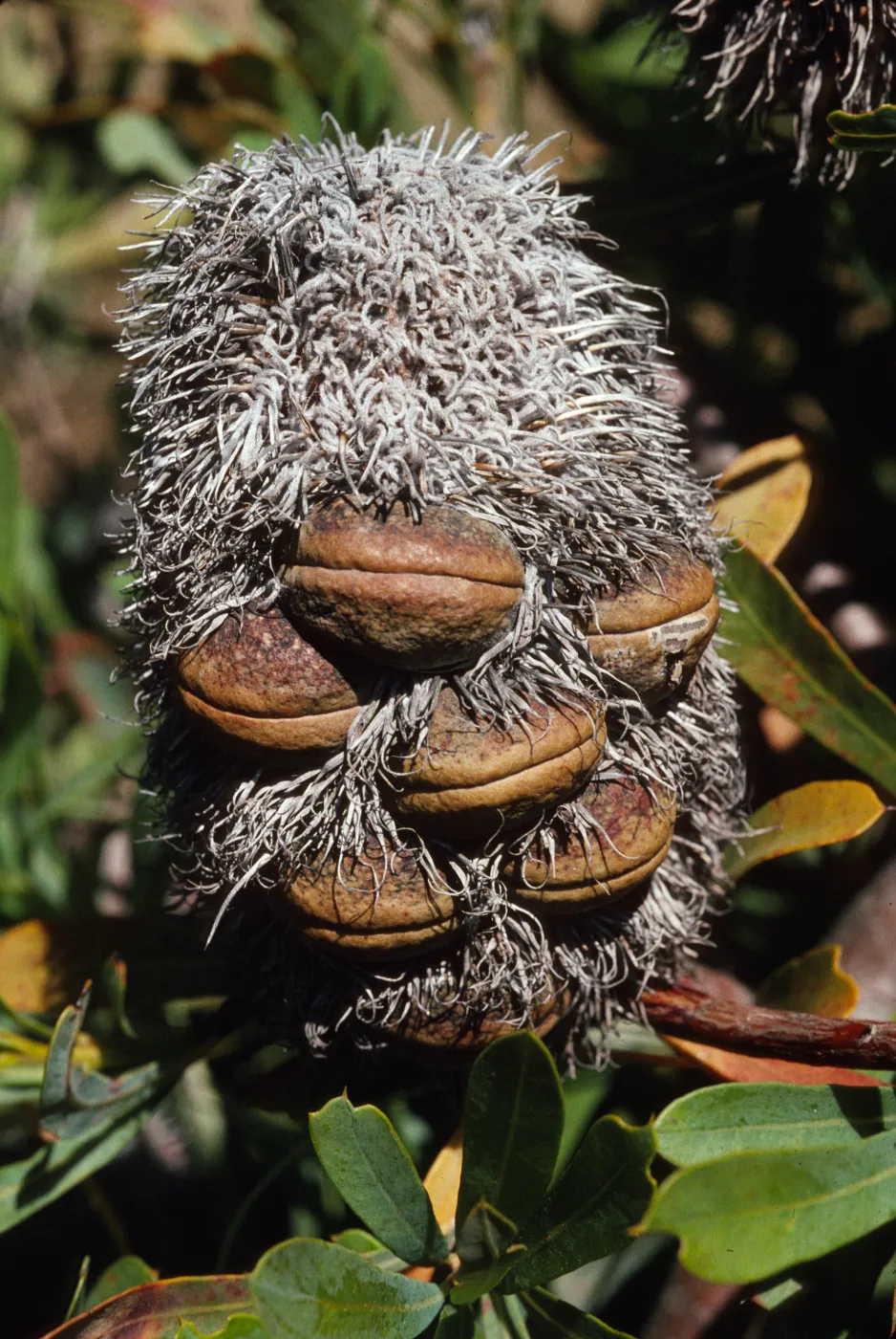 Banksia pilostylis