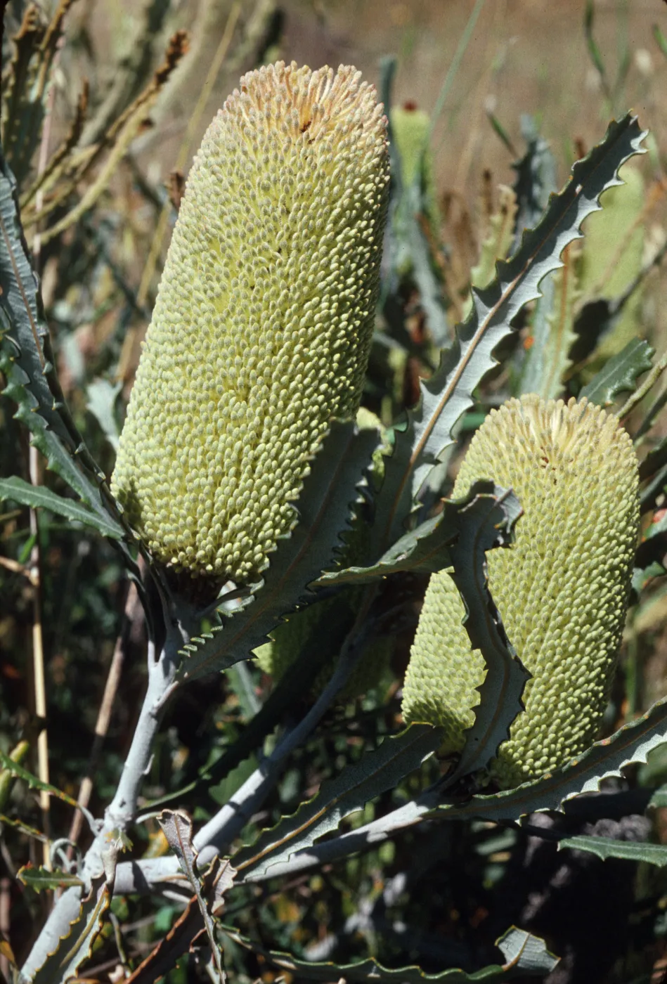 Banksia pilostylis