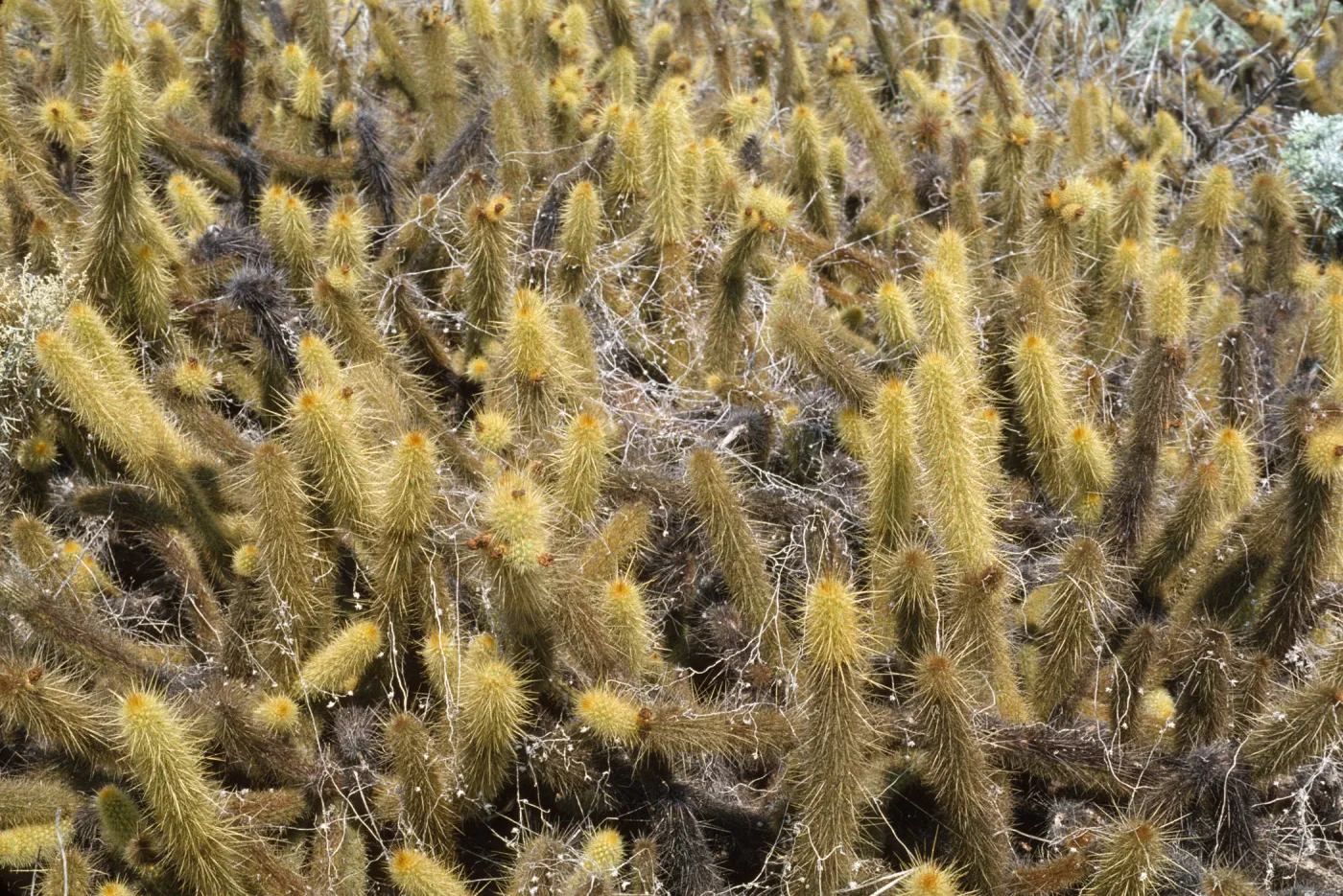 Bergerocactus emoryi