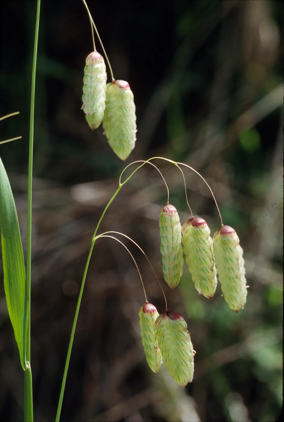 Briza maxima