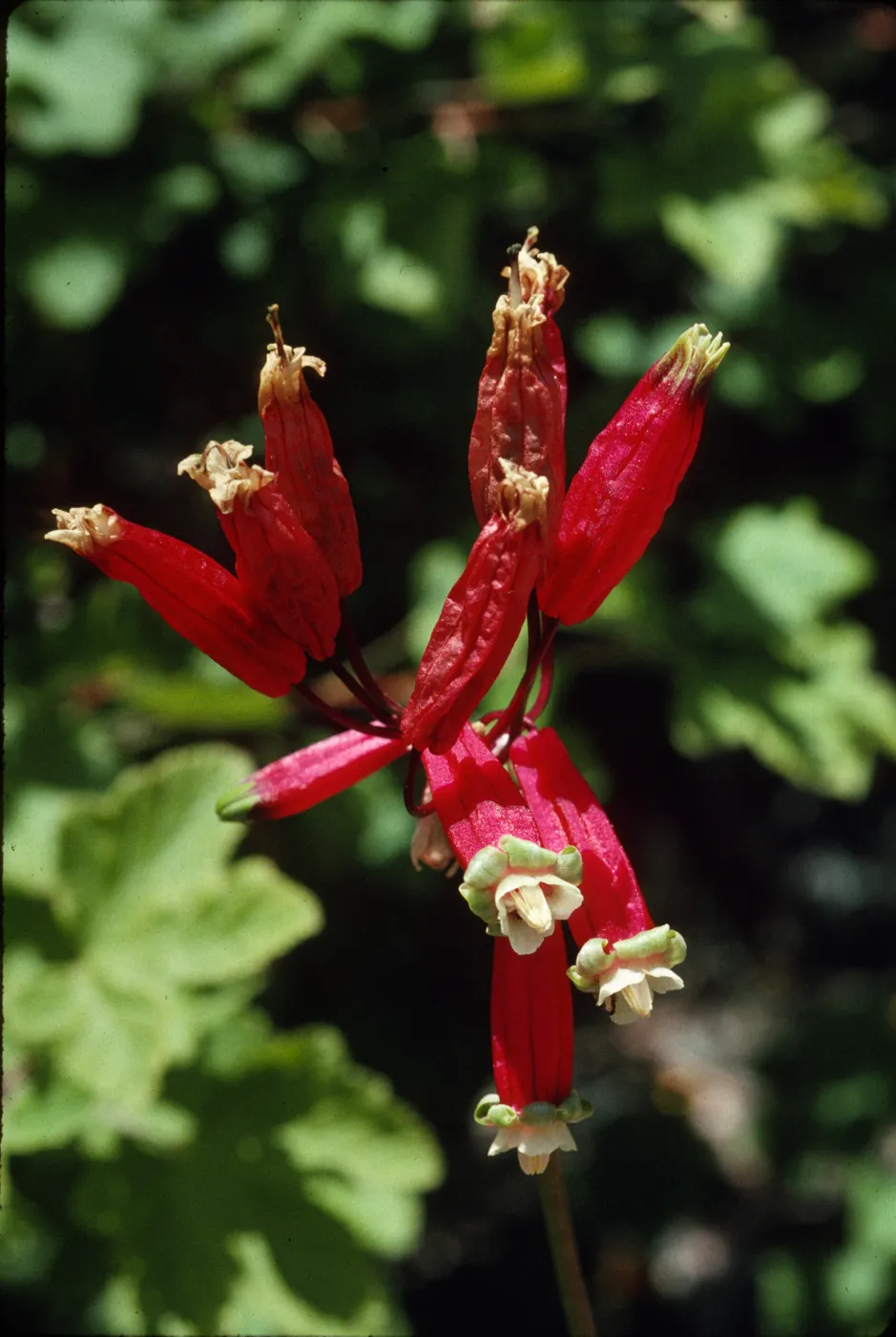 Brodiaea ida-maia