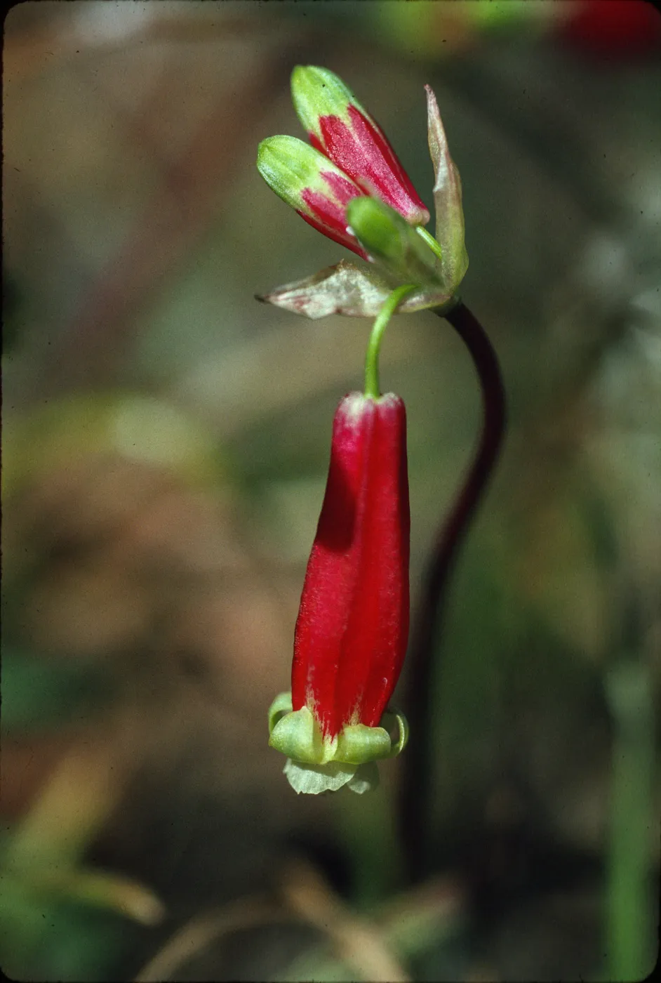 Brodiaea ida-maia