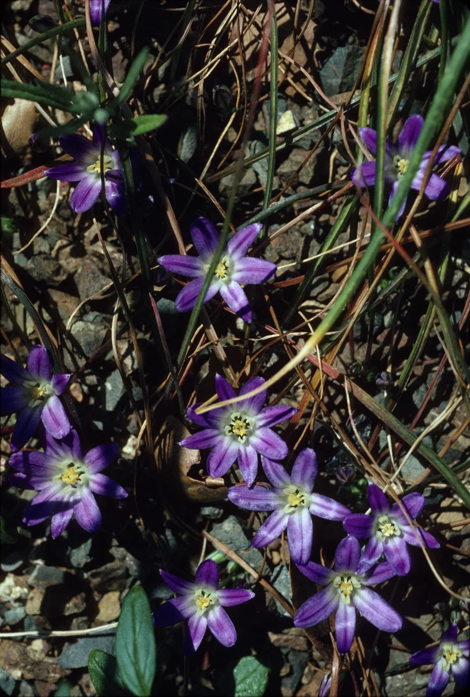 Brodiaea terrestris