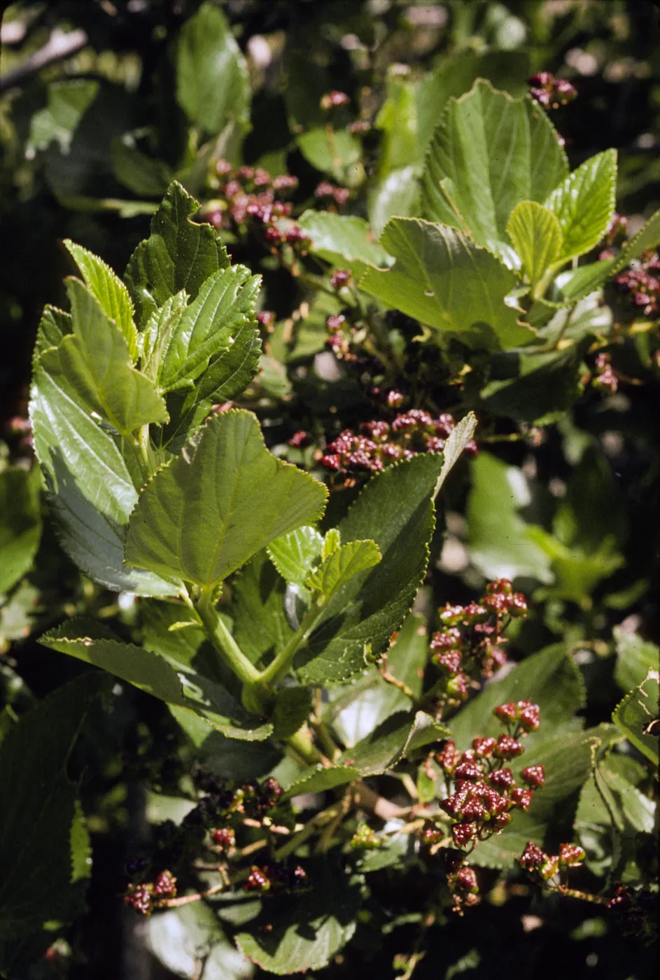Ceanothus arboreus