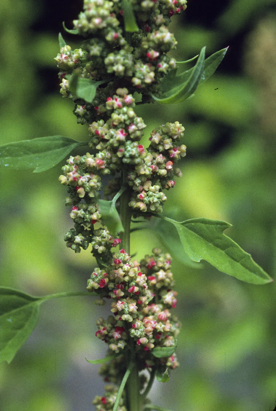 Chenopodium quinoa