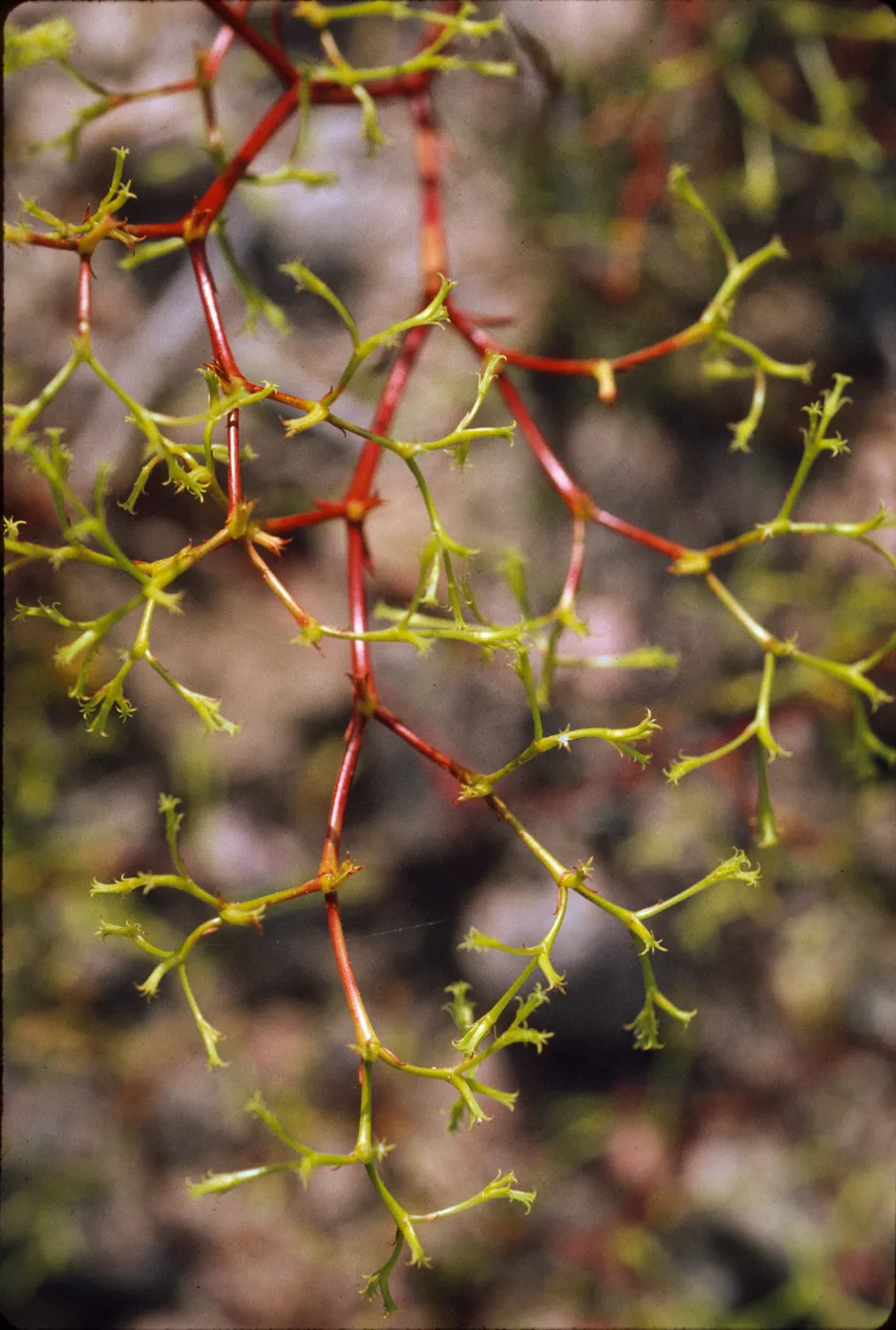 Chorizanthe brevicornu