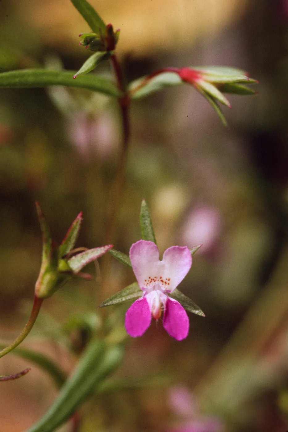 Collinsia breweri