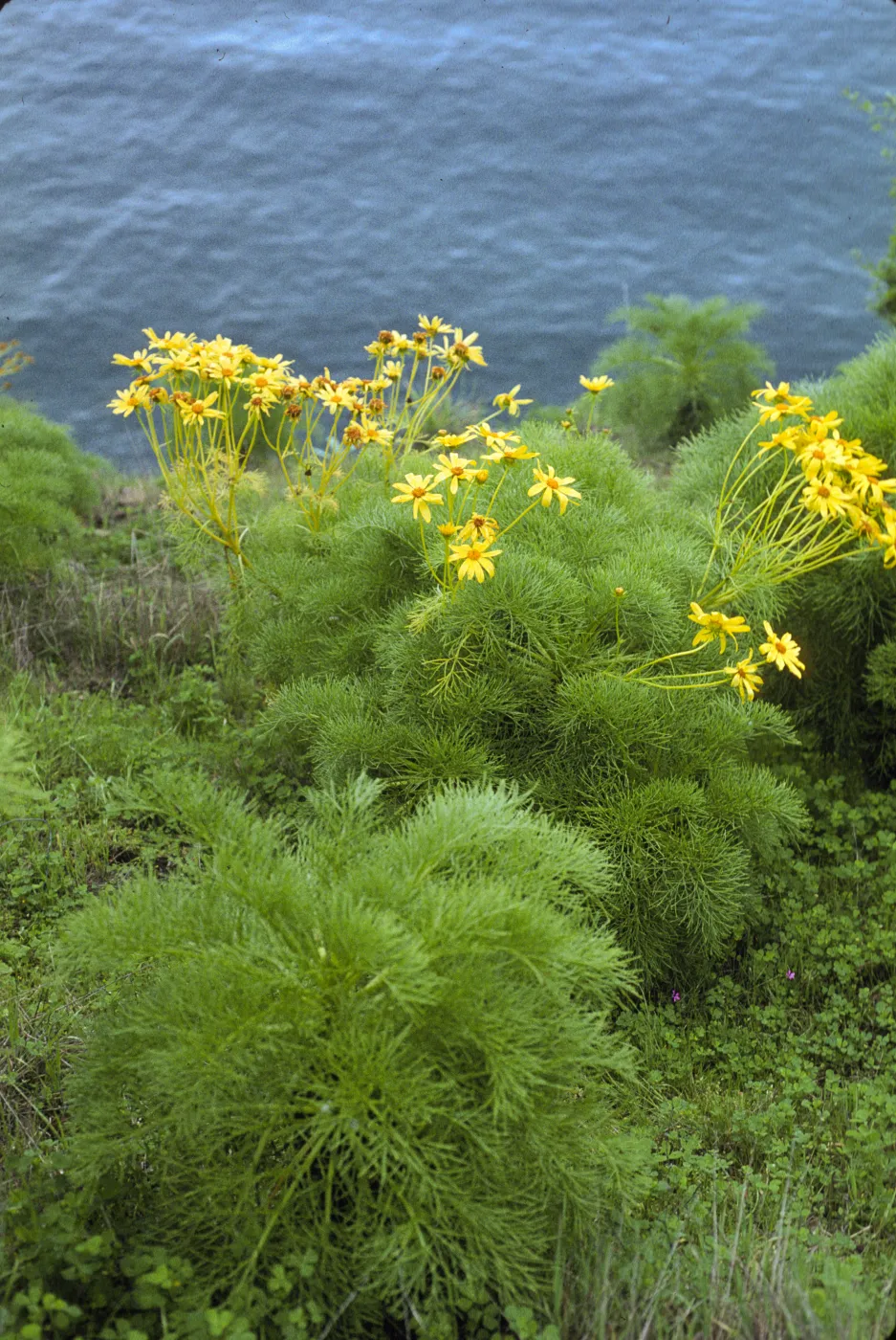 Coreopsis gigantea