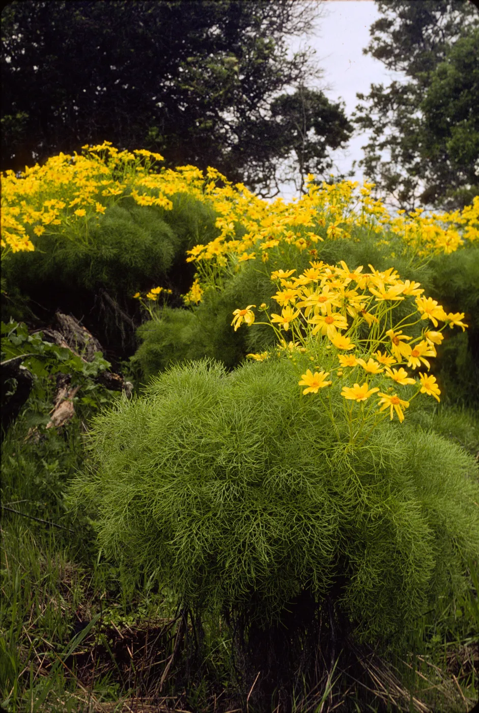 Coreopsis gigantea