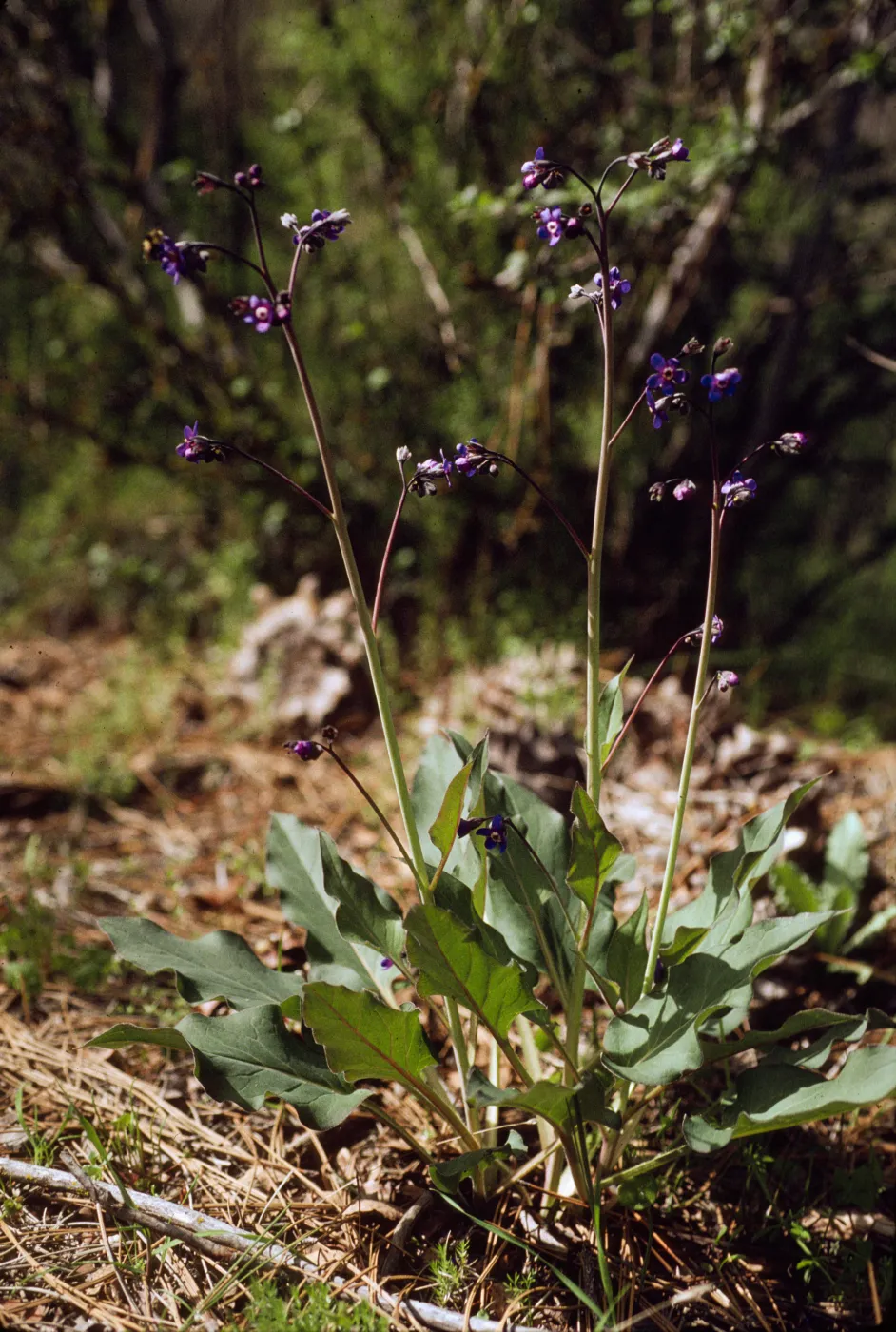 Cynoglossum