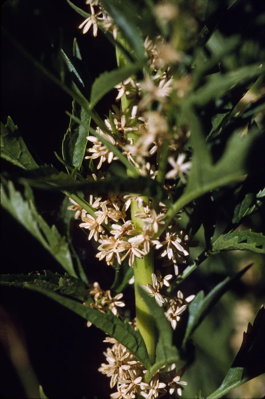 Datisca glomerata