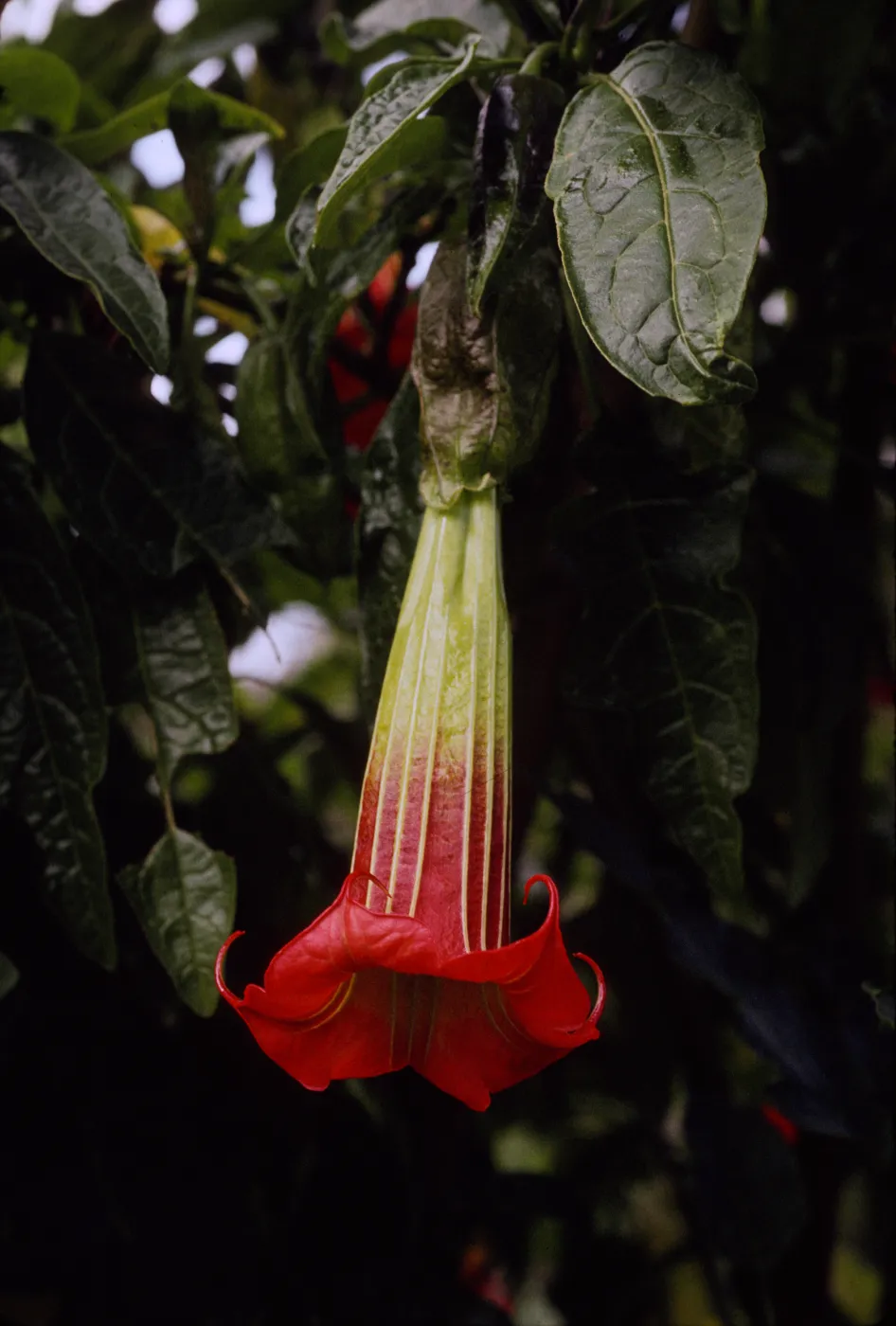 Datura sanguinea