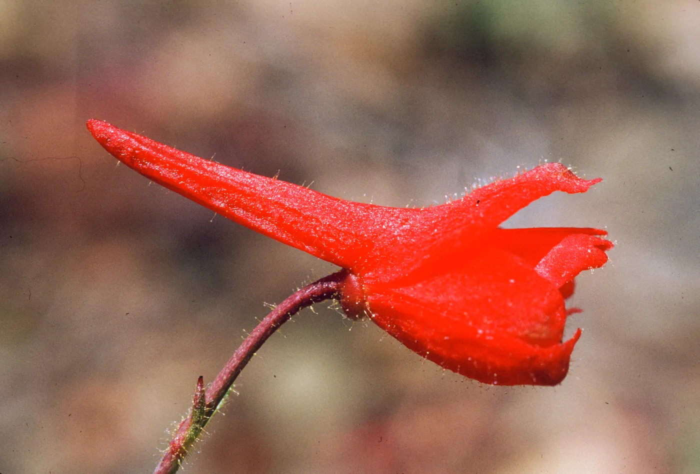 Delphinium nudicaule