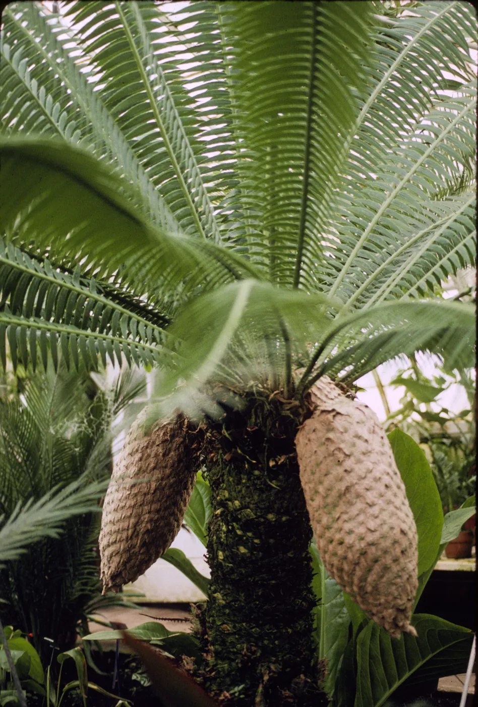 Dioon spinulosum