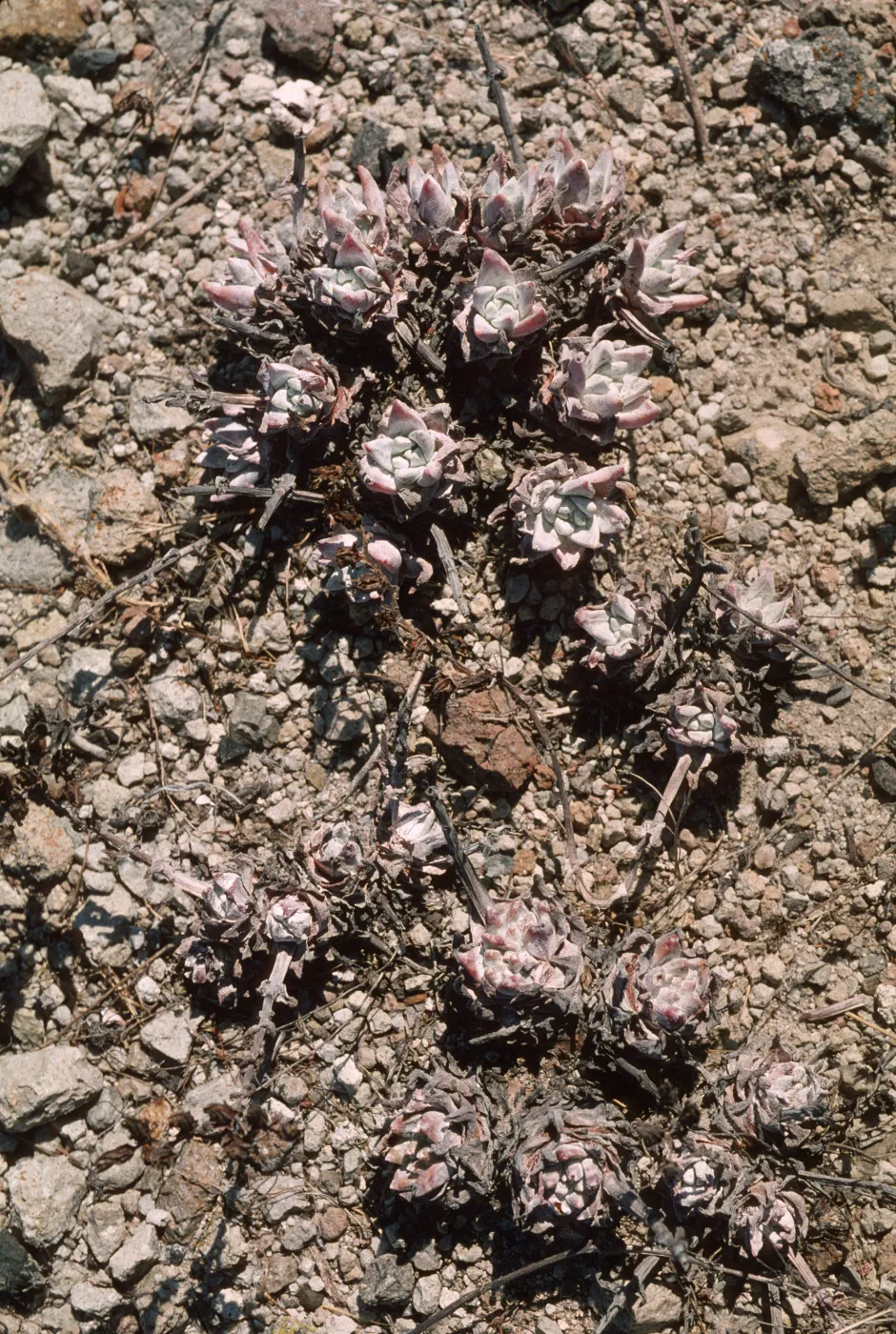 Dudleya gnoma