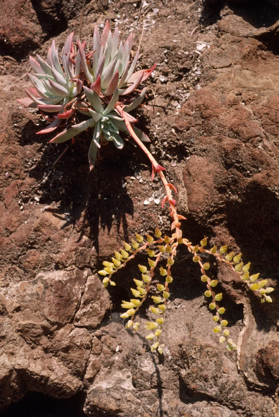 Dudleya greenei