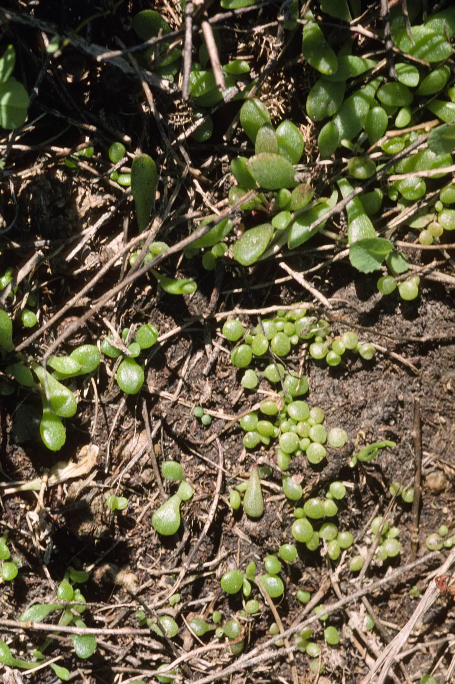 Dudleya nesiotica