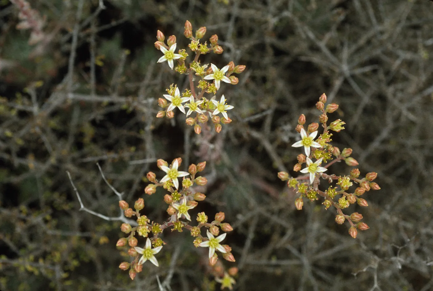 Dudleya virens