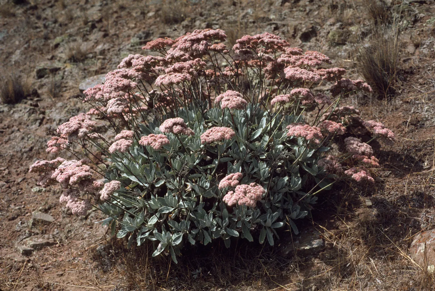 Eriogonum giganteum var. formosum