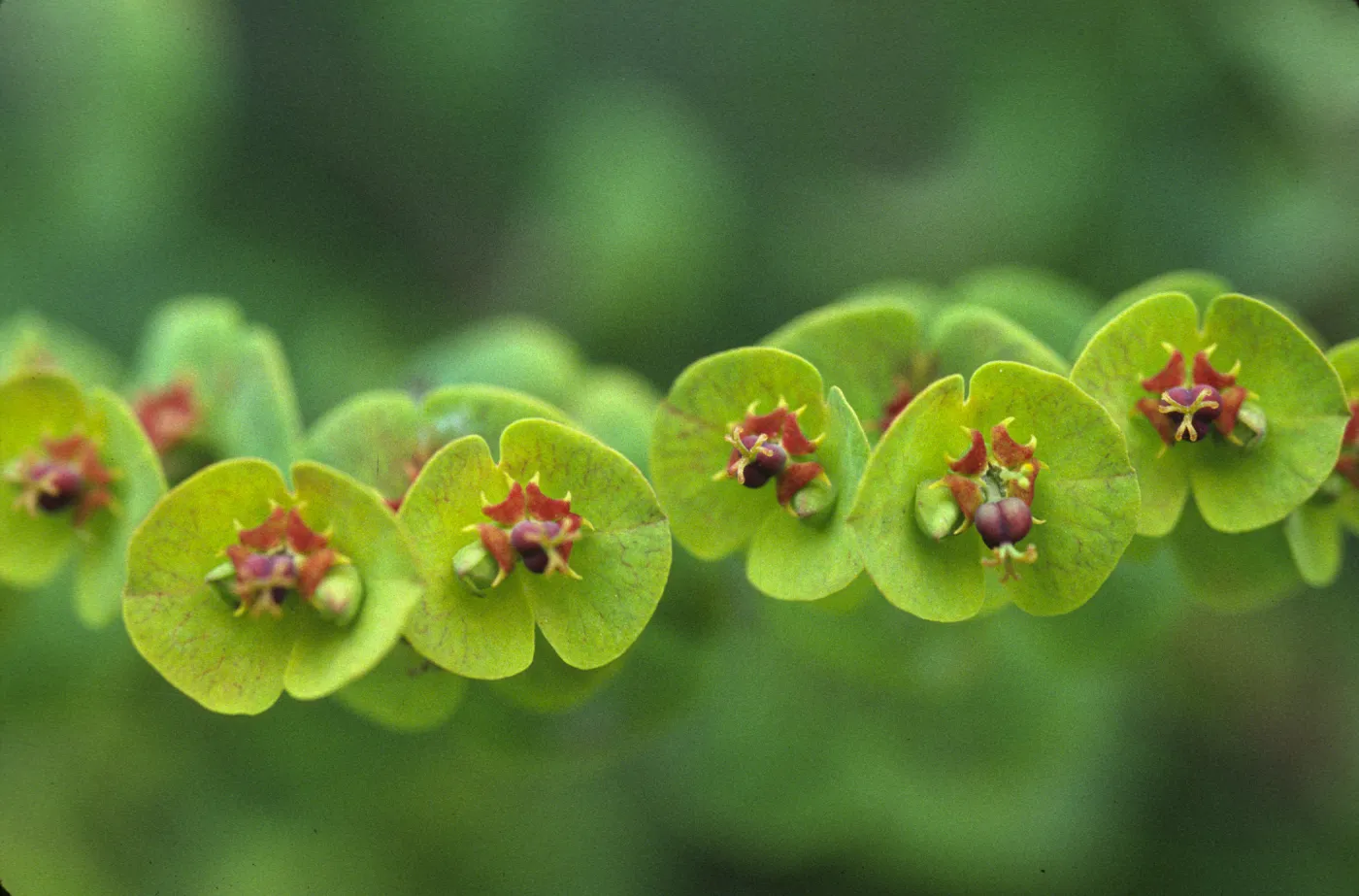 Euphorbia amygdaloides