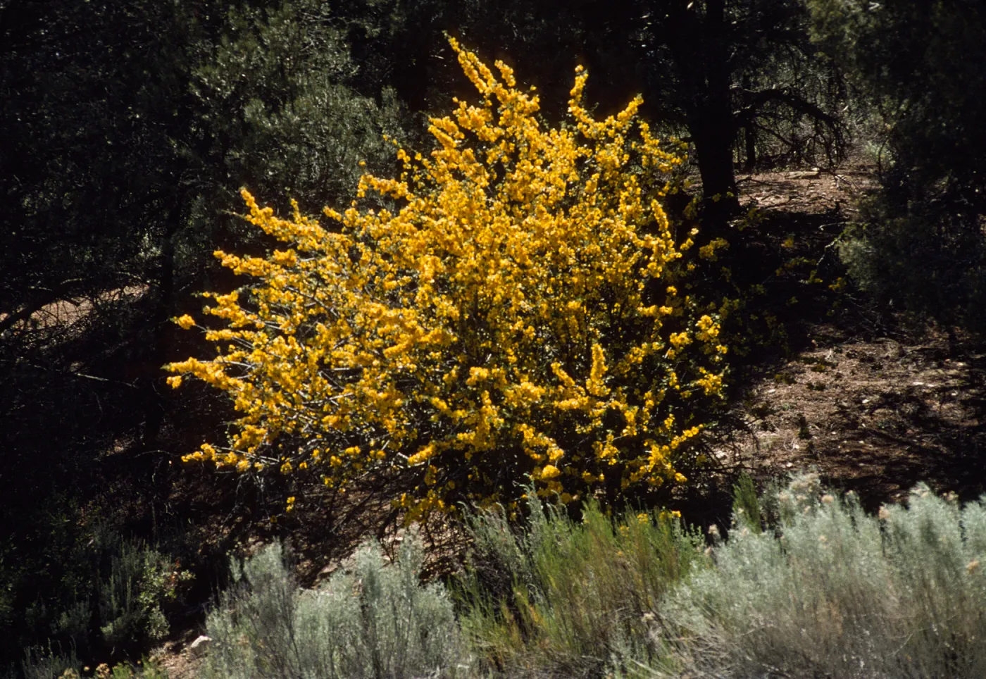 Fremontodendron californicum
