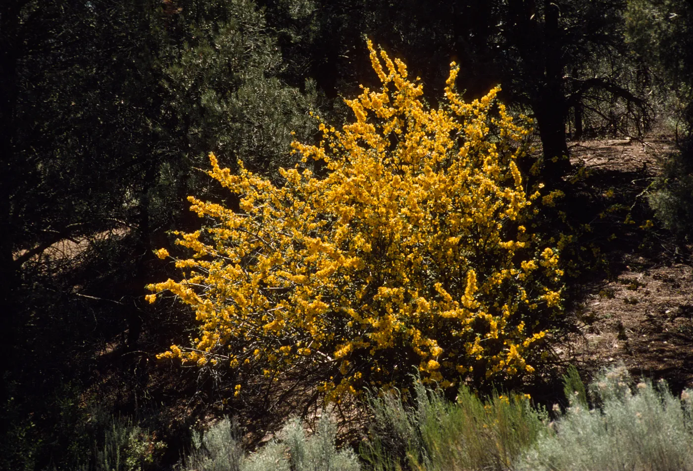 Fremontodendron californicum