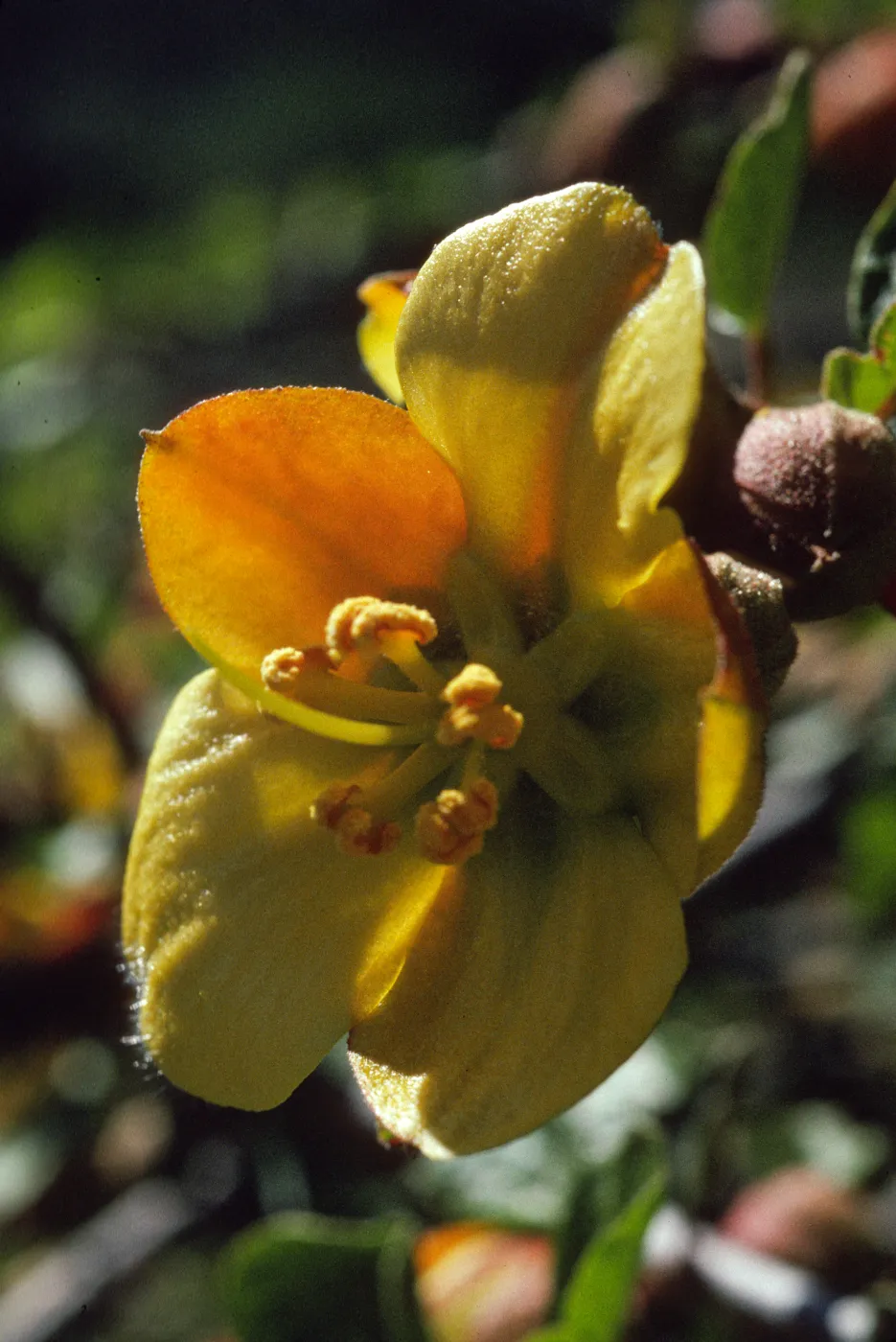 Fremontodendron decumbens
