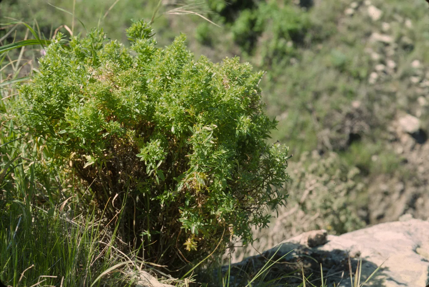 Galium catalinense ssp. acrispum