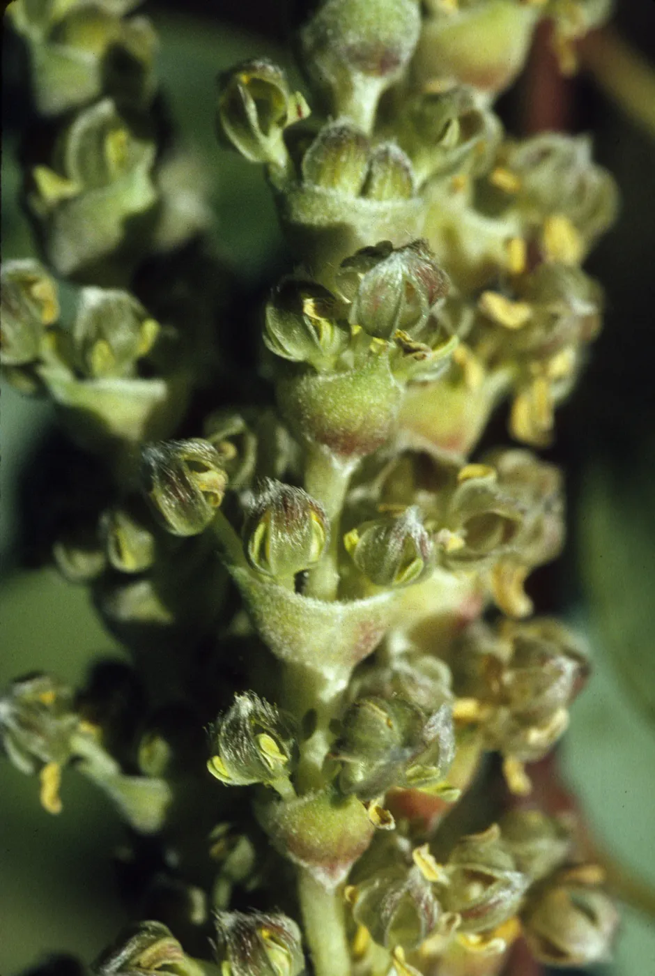 Garrya flavescens