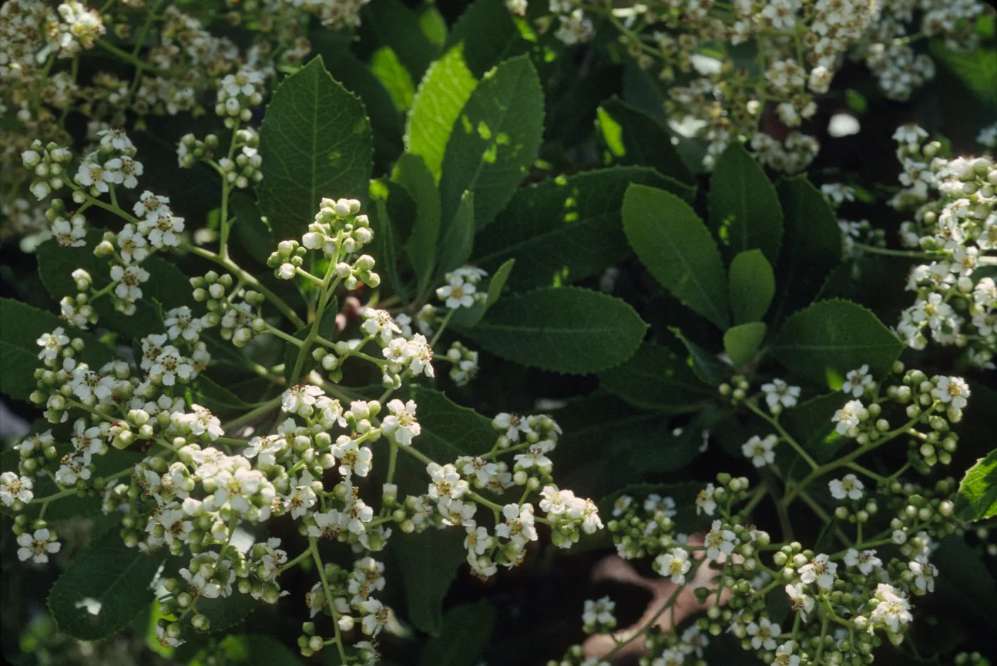 Heteromeles