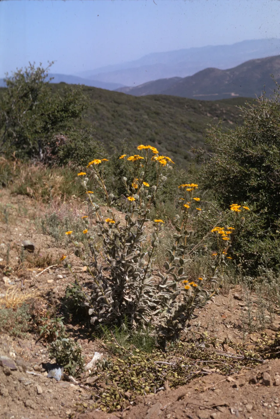 Hulsea californica